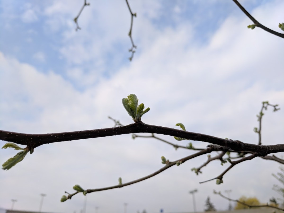 Art of Living Teacher Training Journey&nbsp;begins