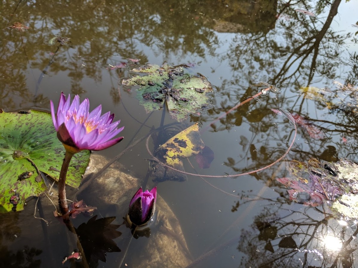 Padmasadhana meditation